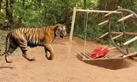 تله ساده و عجیب یک جوان برای دام انداختن ببرها