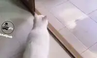 لحظه شگفت‌انگیز شکار یک کبوتر توسط گربه