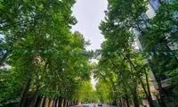 ابتکار شهرداری برای زیباسازی درختان سربریده تهران!