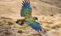 باهوش‌ترین پرنده دنیا که هوش بچه 4ساله را دارد!