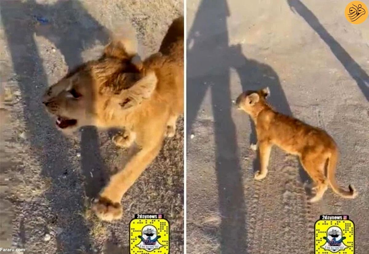  پرسه زدن هولناک یک بچه شیر در خیابان!