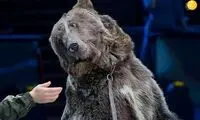 حمله دلهره‌آور خرس به مربی خود در سیرک