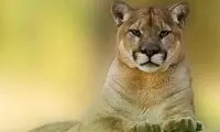 لحظه ترسناک حمله شیر نر به مربی