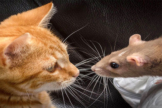 حمله باورنکردنی موش شجاع به گربه بدشانس!