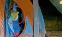  سرقت یک شیر از چادر مسافرتی!