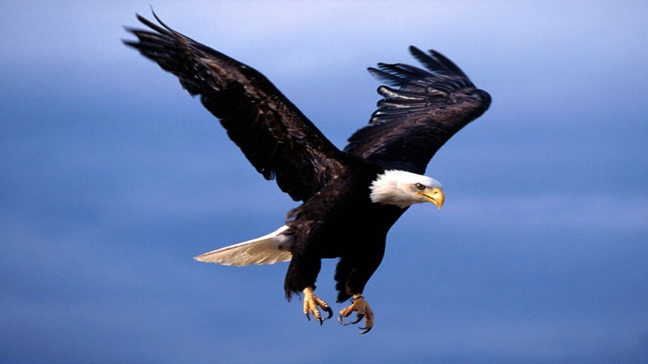 لحظه حیرت‌انگیز شکار یک بزغاله توسط عقاب
