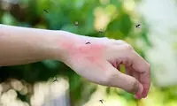 ۵ گیاه معطر که پشه‌ها را از خانه شما فراری می‌دهند