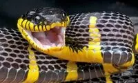 طول این مار ۳ برابر پراید است!