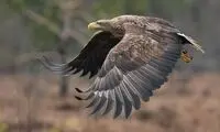 عقاب، خرگوش و ماجراهای جذابی که در ایلام رخ داد!