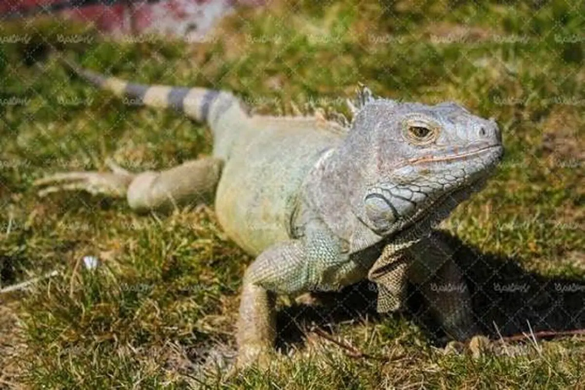 شکار بچه طوطی نگون‌بخت توسط بزمجه