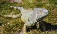 شکار بچه طوطی نگون‌بخت توسط بزمجه