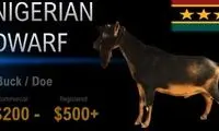 قیمت این بُزِ خاص، 150 میلیون تومان است