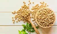 ۶ فایده مصرف «سویا» برای بدن