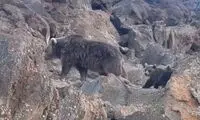 عبور خانوادگی خرس سبلان از کنار کوهنوردان