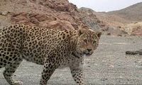 مشاهده دو قلاده پلنگ در ارتفاعات فیروزکوه