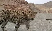 مشاهده دو قلاده پلنگ در ارتفاعات فیروزکوه
