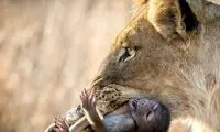 بچه بابون روی درخت، به سرعت به ناهار شیر تبدیل شد