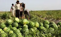 تقصیر کم‌‍آبی به گردن هندوانه افتاد!