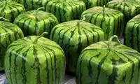 پرورش عجیب هندوانه به شکل مربع در ژاپن! 