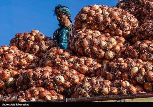  قیمت پیاز گران شد!