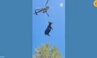 پرواز یک گاو