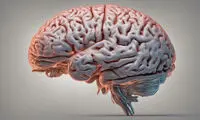دقیق‌ترین نقشه از مغز انسان تهیه شد