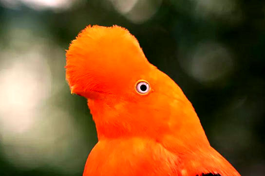 ۱۵ پرنده با مدل مو‌هایی زیباتر از انسان