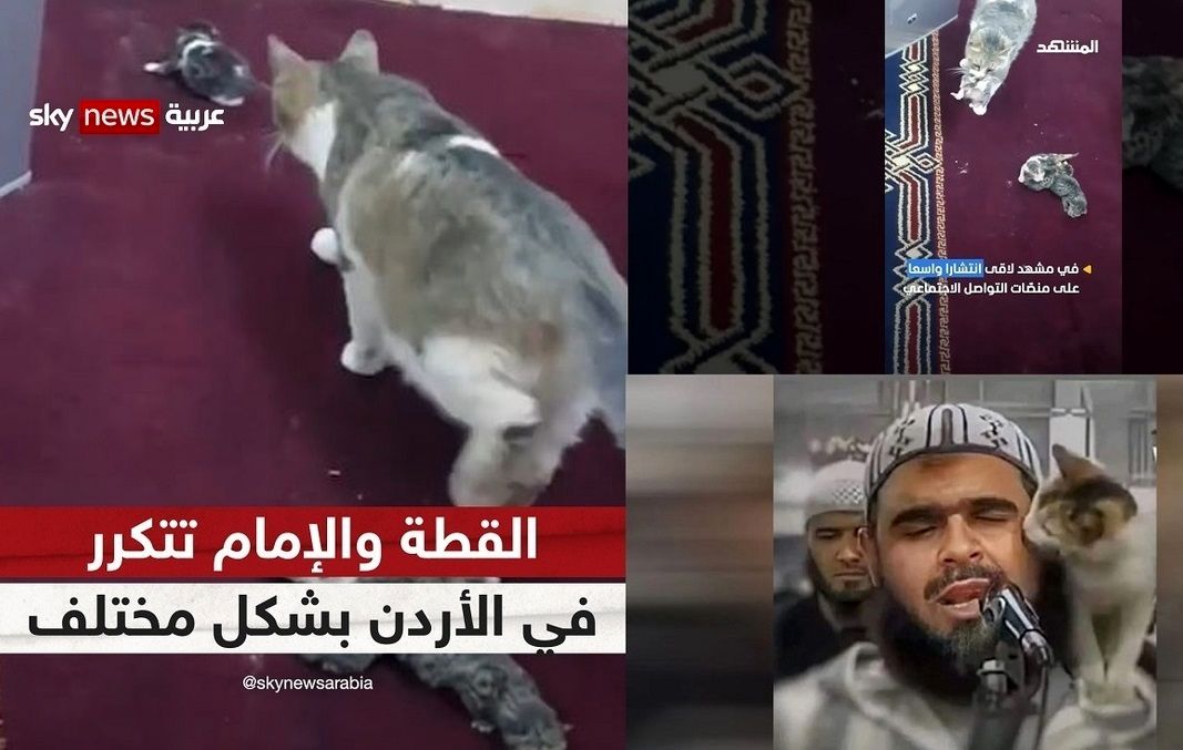 زایمان یک گربه در منبر مسجد