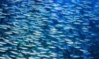 جوایز ایگ‌نوبل ۲۰۲۳ به چه پروژه‌هایی تعلق گرفت؟
