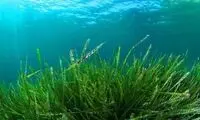 این موجود جان‌سخت از ۵ انقراض جان به در برده!