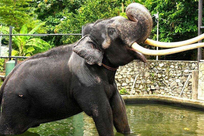 حمله وحشتناک فیل‌های حیات وحش به گردشگران 