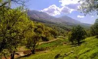 تصاویر ضرب و شتم شدید یک جنگلبان توسط قاچاقچیان چوب