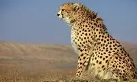 ویدیوئی زیبا از پلنگ ایرانی در ارتفاعات مازندران