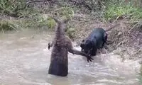 مبارزه کانگورو با یک سگ خانگی در آب!