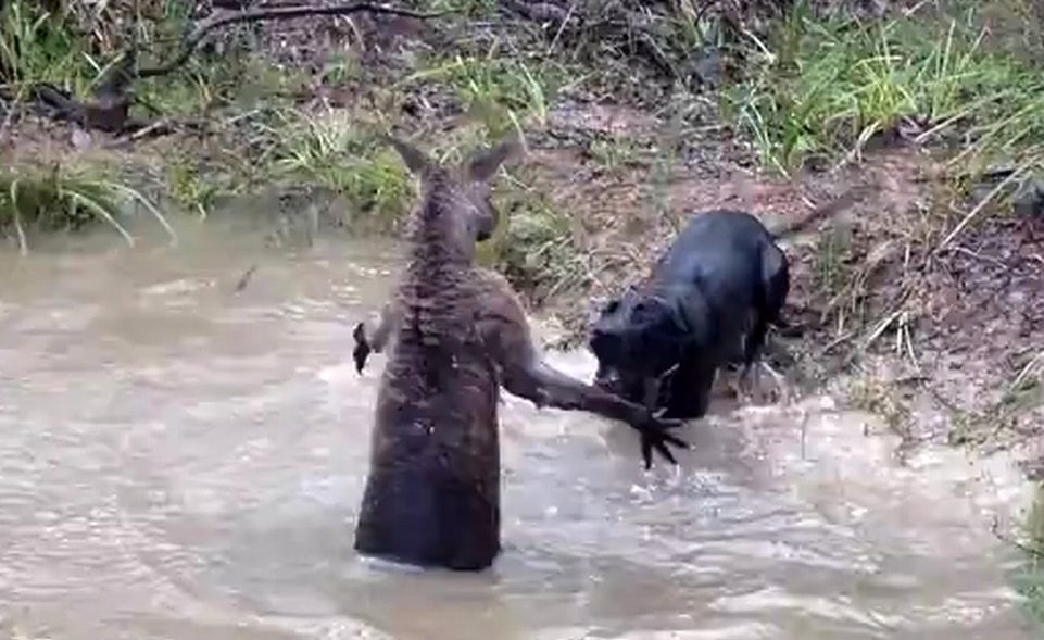 مبارزه کانگورو با یک سگ خانگی در آب!