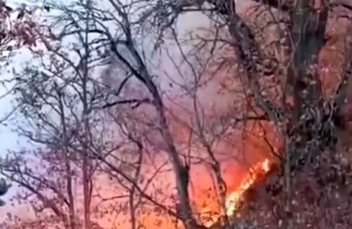 گریه‌های جنگل‌بانان هنگام سوختن درختان هیرکانی