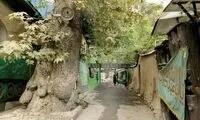 این درختان کهنسال ثبت ملی شدند