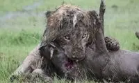 هفت ساعت تلاش شیر نر برای شکار گراز