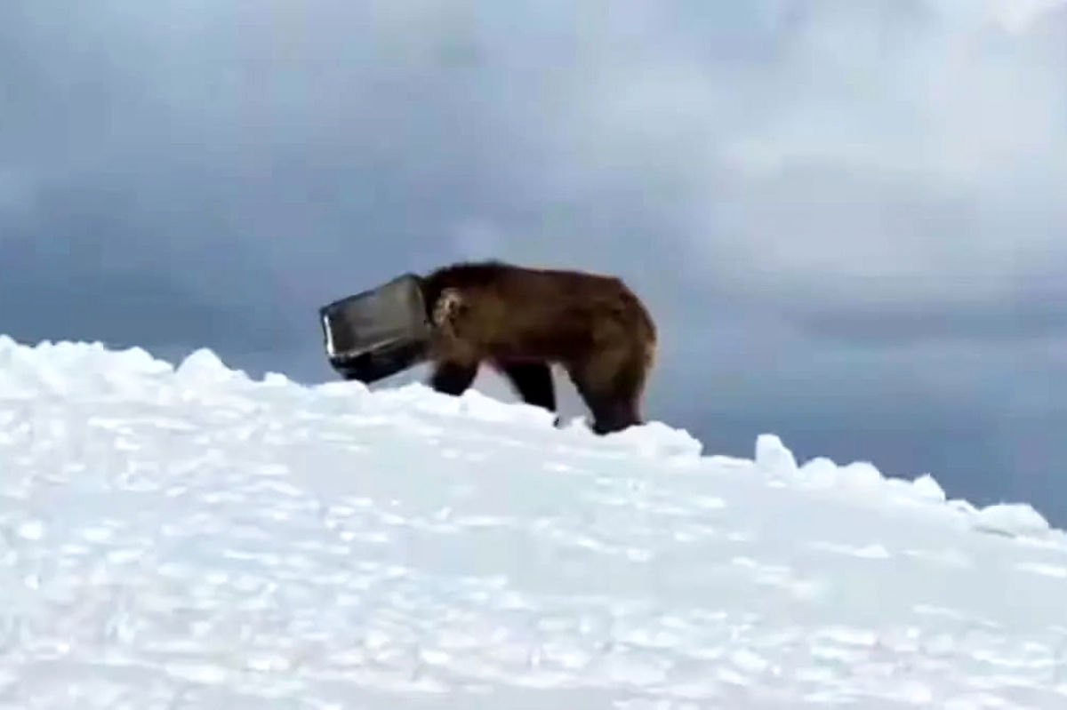 عملیات نفس‌گیر نجات خرس گرفتار در قوطی فلزی