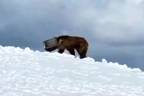 عملیات نفس‌گیر نجات خرس گرفتار در قوطی فلزی