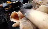 ساخت صنایع دستی زیبا با شاخ گاو در کره‌جنوبی 