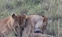 توله گرازی کنار مادرش شکار شیرها شد!