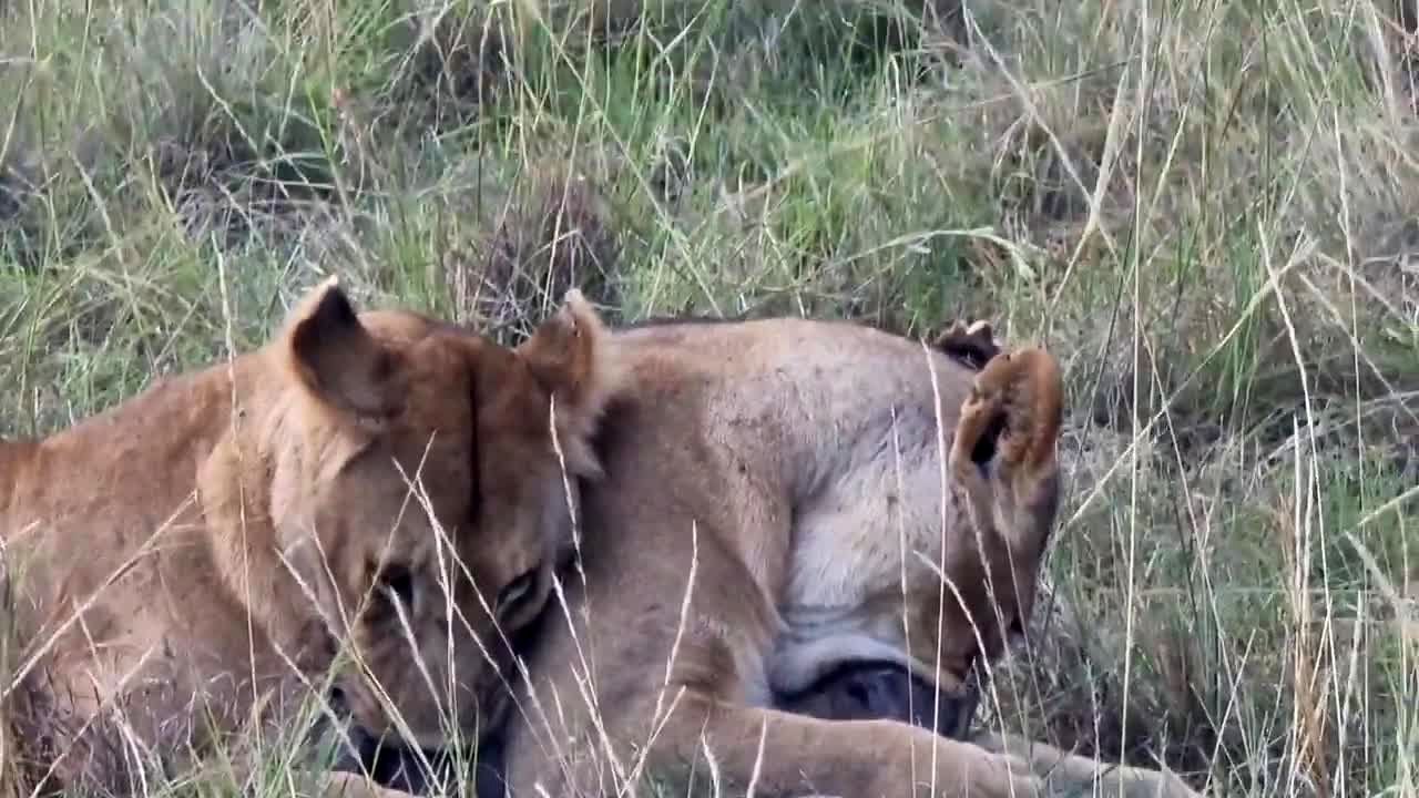 توله گرازی کنار مادرش شکار شیرها شد!