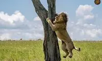 شیر نر از ترس گاومیش‌ها از درخت بالا رفت!