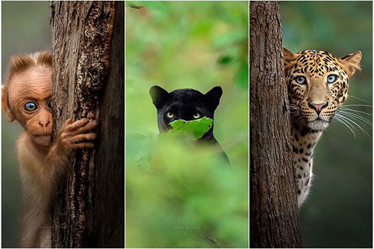 تصاویر باشکوه از لحظه چشم در چشم شدن حیوانات با عکاس