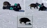 حمله گراز وحشی به ورزشکاران در پیست اسکی