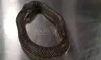ویدیویی باورنکردنی از یک مار در حال بلعیدن خود!