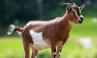 وقتی بُز مزرعه مثل سوپرمن مرغ را از چنگال شاهین نجات می دهد 