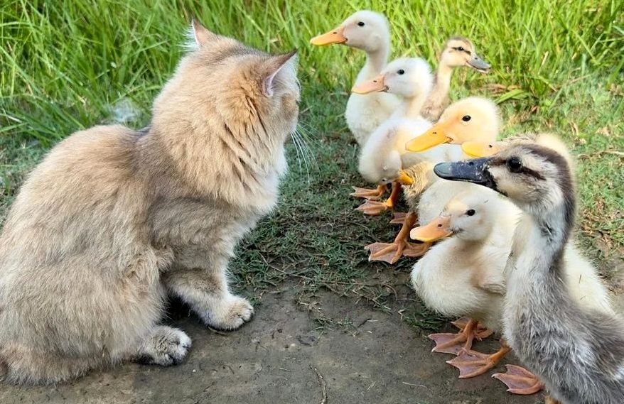 رفتار عجیب یک گربه مهربان با 7 جوجه اردک