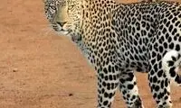 حمله خونین پلنگ به گروه طبیعت‌گردی در خواف